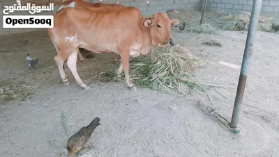 للبيع عجله محليه ما والده فل سمنه 2