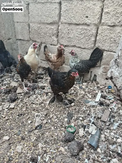 دجاج بلدي بياض 2
