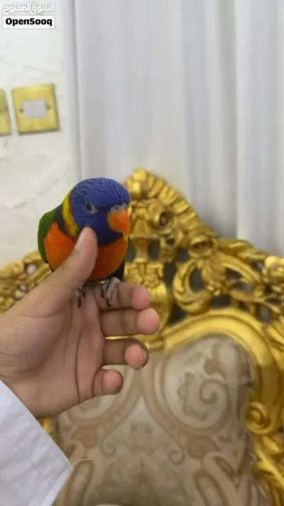 ببغاء لوري اليف 3