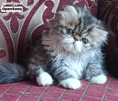قط بيكي فيس اصول مسجله 3