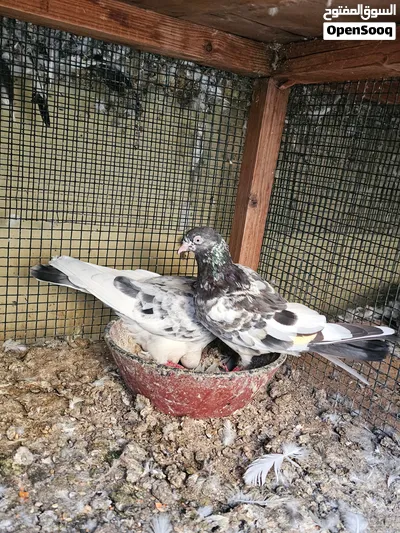 pigeons Pakistani 2