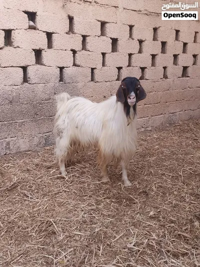 تيس عماني للبيع 2