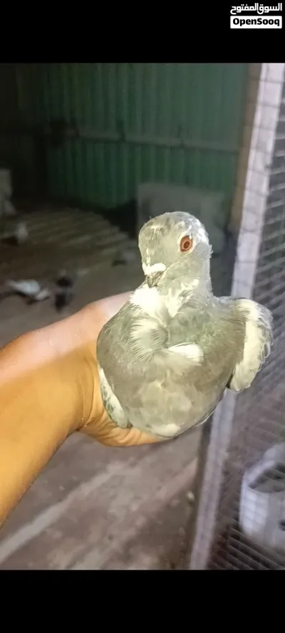 مراوس بتور 2