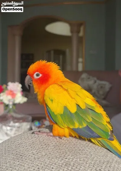 طائر Sun Conure 2