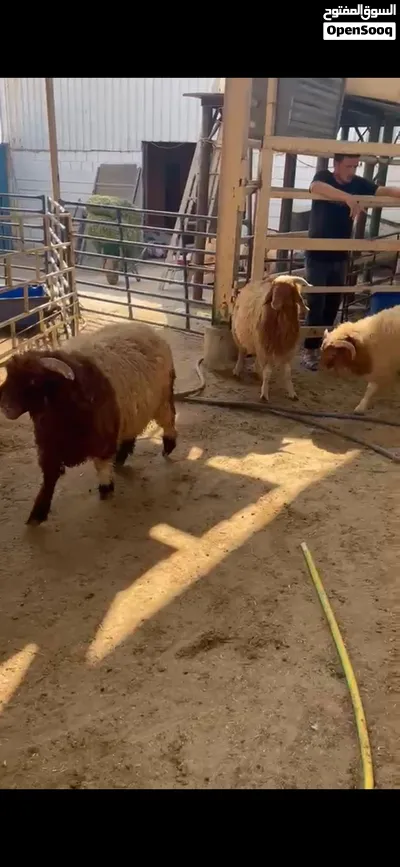 طلي نعيمي فاخر شي يجمل لجميع المناسبات 2