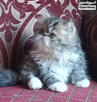 قط بيكي فيس اصول مسجله 2