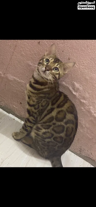 PURE BREED BENGAL FOR MATING 3