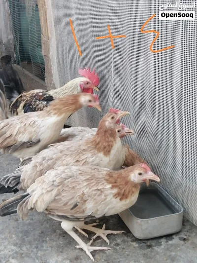 دجاج مطوك كريمي 3