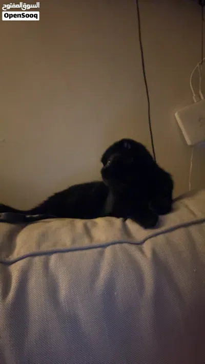 Female cat for free adoption 4
