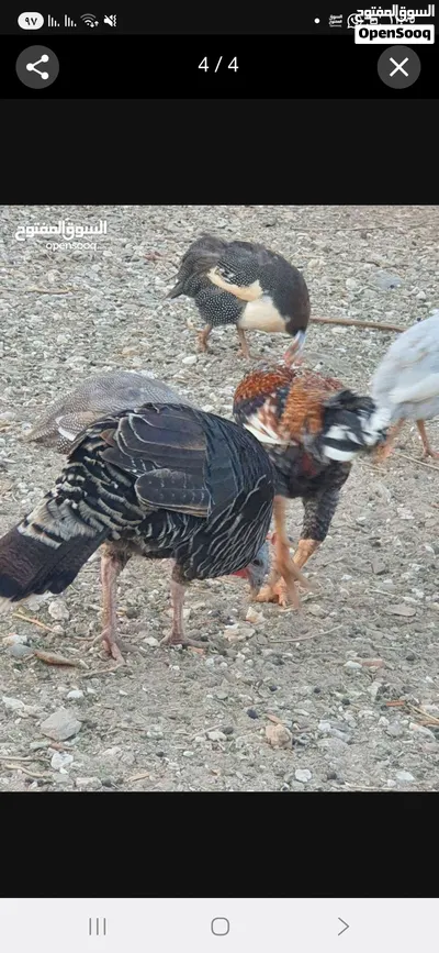 للبيع دجاج رومي أنثى منتجة 4