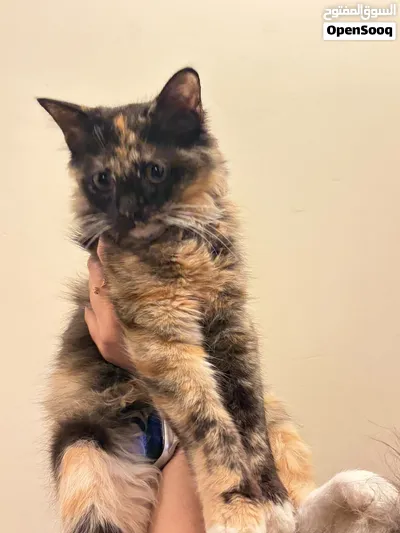 Female Kitten for free 5 months old Vaccinated, litter trained 3