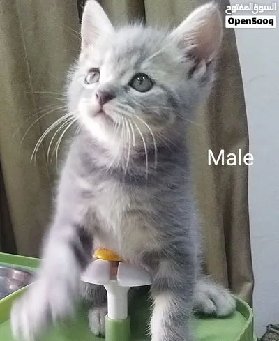 Scottish fold, straight and British blue kittens قطط اسكوتش فولد واسكوتش استريت وبريتش بلو 2