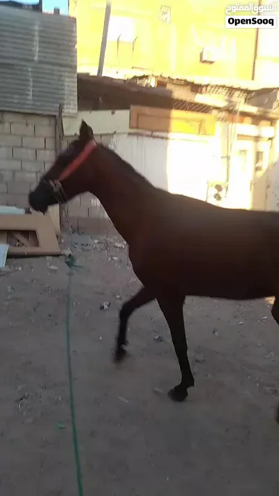 حصان للبيع 2