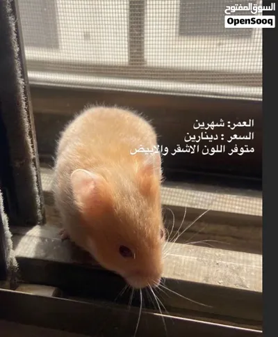هامسترات جميع الالوان والاشكال بدينار واحد فقط 3