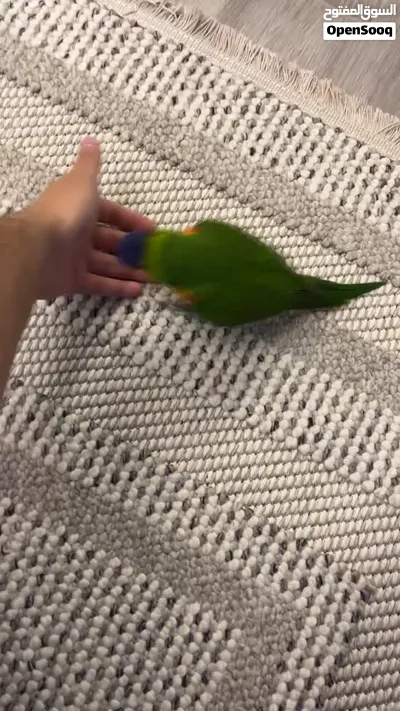 لوري نهاية غر 2