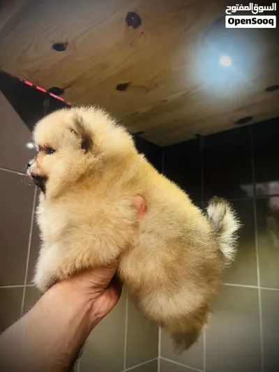 Pomeranian puppies 4