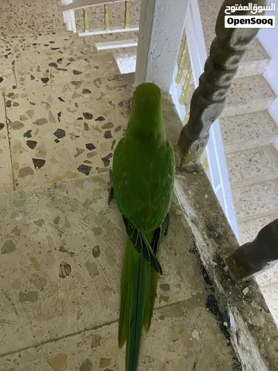 ببغاء دره هندي عمر 5 اسعر أليف ميه ب ميه بيع دون قفص او مع قفص 2