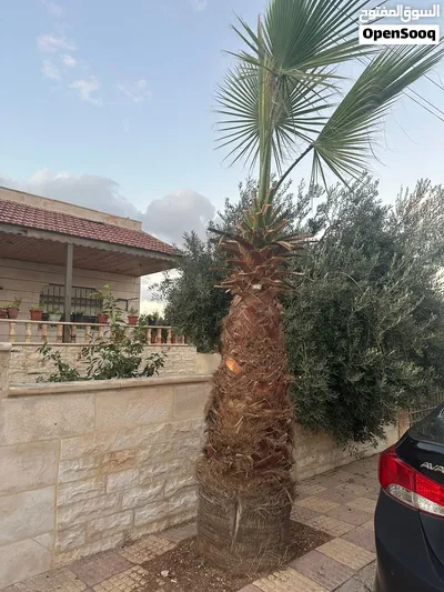 شجرتين نخيل للبيع ب 250 دينار 2