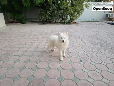 SAMOYED PUPPIES FOR ADOPTION – UAE 2