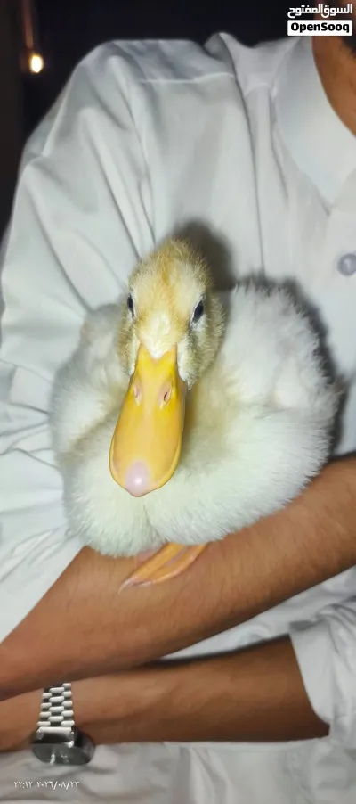 بطه لطيفه للبيع 2