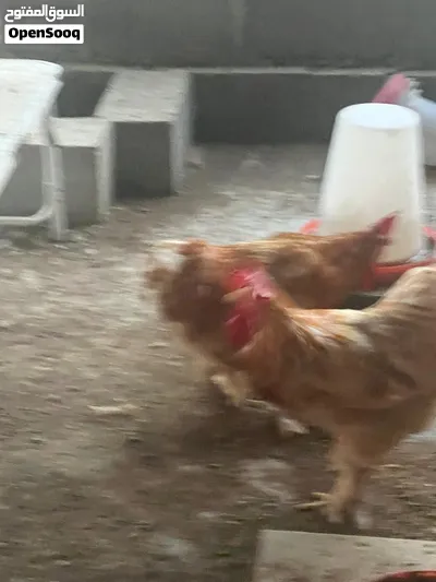 دجاج كوشن للبيع منتجات 3