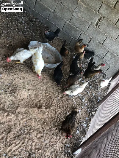 دجاج عربي للبيع 3