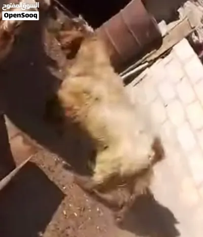 تيس فحل ثني كفالة هداد مكفول على ردد موجود في اربد ملكا 2