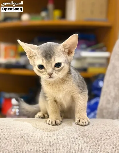Abyssinian Type للبيع قطط حبشي abyssinian بيور - (288905634) | OpenSooq