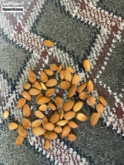 لوز بلدي درجة أولى من ظفران 4