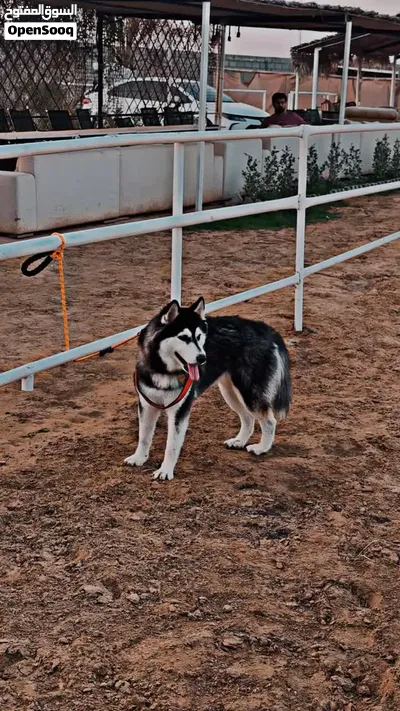 Alaskan husky 4