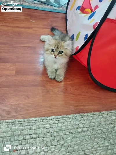persian Mix-Male -4Months 3