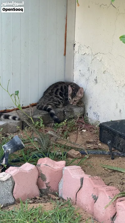 Brown and silver kittens Available 2