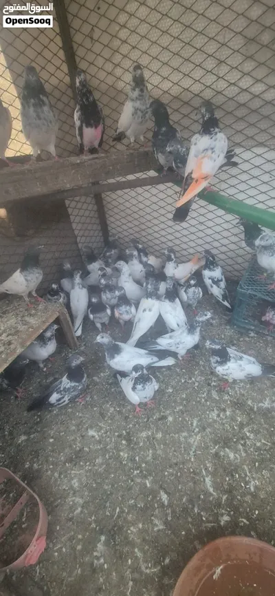 65 piece Pakistani pejion Darham location fujheria 3