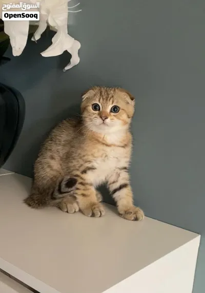 Scottish fold short hair ny25 4