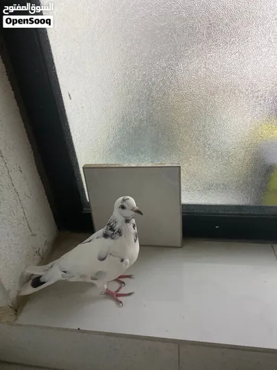 حمام زاجل اصيل بيضه وا سودها 2