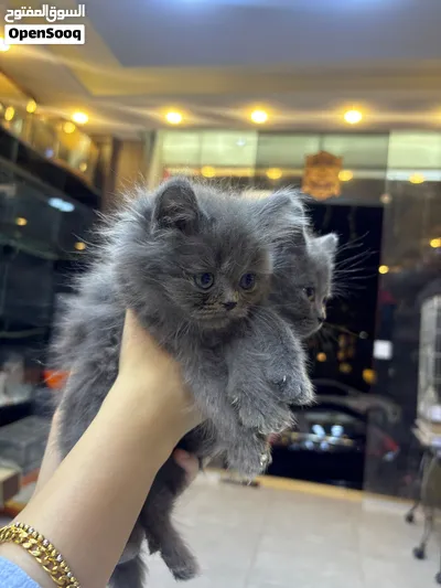 قطط بريتش شورت هير بلو ذكور – عمر شهرين - British Shorthair Blue Kittens – 2 Males 3