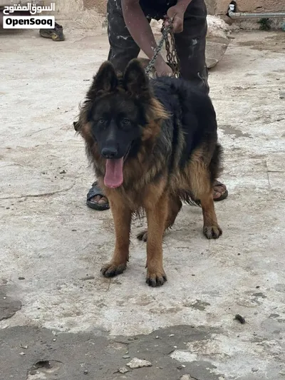 ولف لونق هير العمر سنه وربع اشهر 4