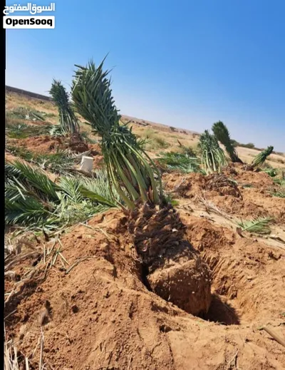 نخل للبيع اخلاص سكري برحي 4