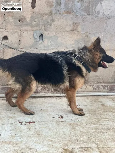 ولف لونق هير العمر سنه وربع اشهر 2