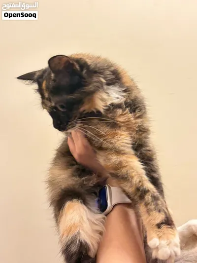 Female Kitten for free 5 months old Vaccinated, litter trained 2