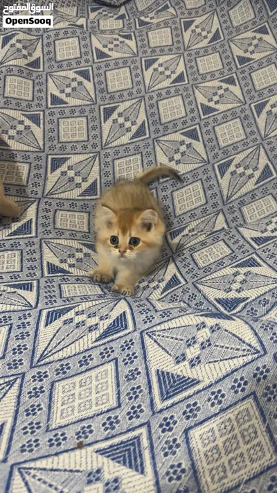 2 kittens British shorthair ny12 2300AED 2