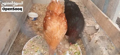دجاج باندا للبيع 2