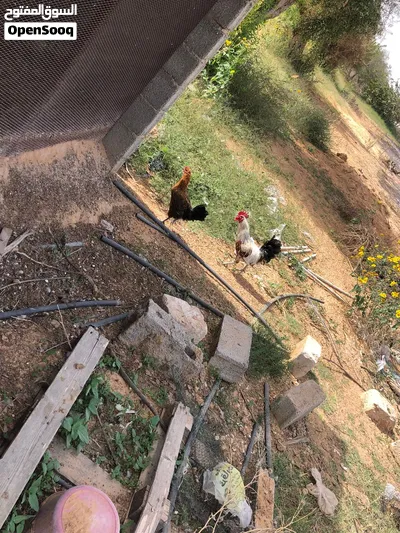 دجاج عربي للبيع 2