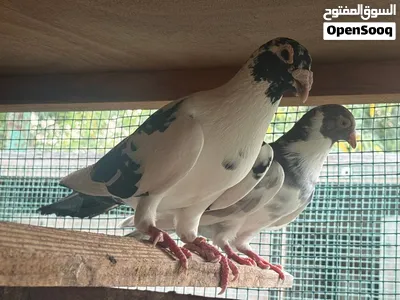 Pigeons of many varieties above 100 pcs 4