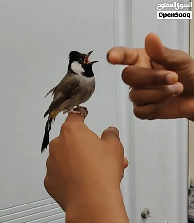 بلبل عراقي اليف 2