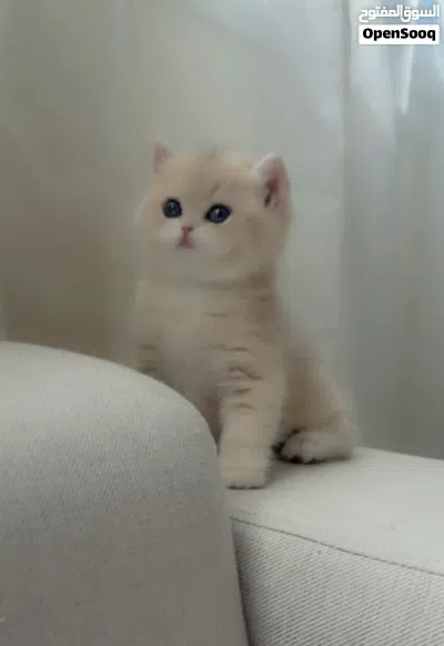 Purebred British Shorthair Kitten Blue Golden Ay12 ( rare color) 2