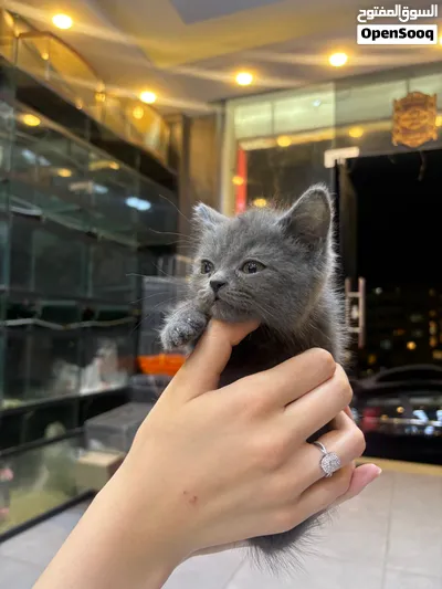 قطط بريتش شورت هير بلو ذكور – عمر شهرين - British Shorthair Blue Kittens – 2 Males 4