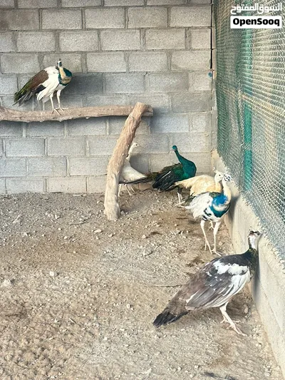 للبيع ازواج طاؤوس 3