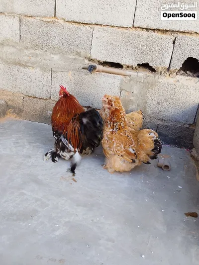السلام عليكم يوجد 2 كوبية استرالي 4