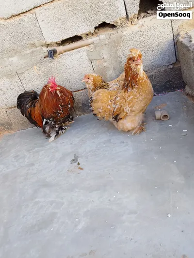 السلام عليكم يوجد 2 كوبية استرالي 2